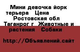 Мини девочка йорк.терьера › Цена ­ 13 000 - Ростовская обл., Таганрог г. Животные и растения » Собаки   